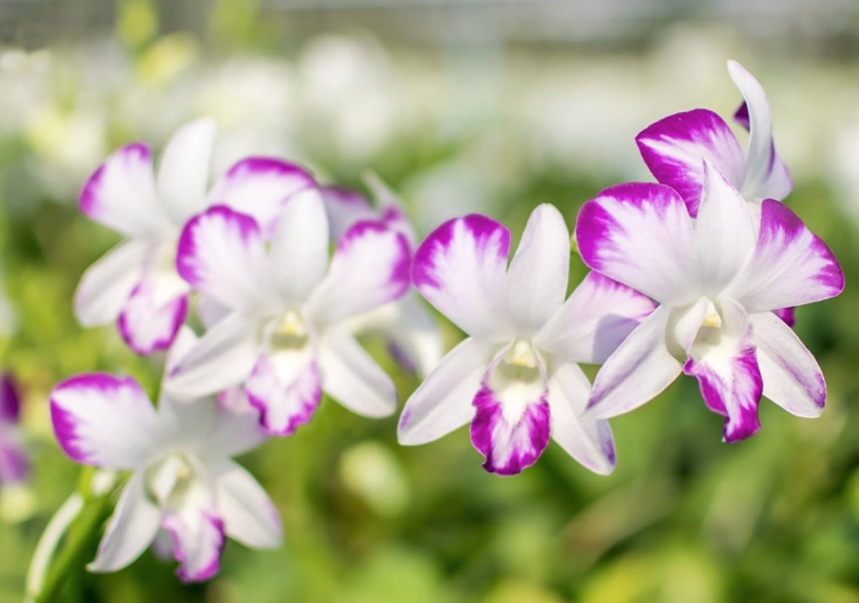 Prebook 50 Novelty Variety "SPLASH GALAXY" Natural Fresh Orchid Loose Bloom