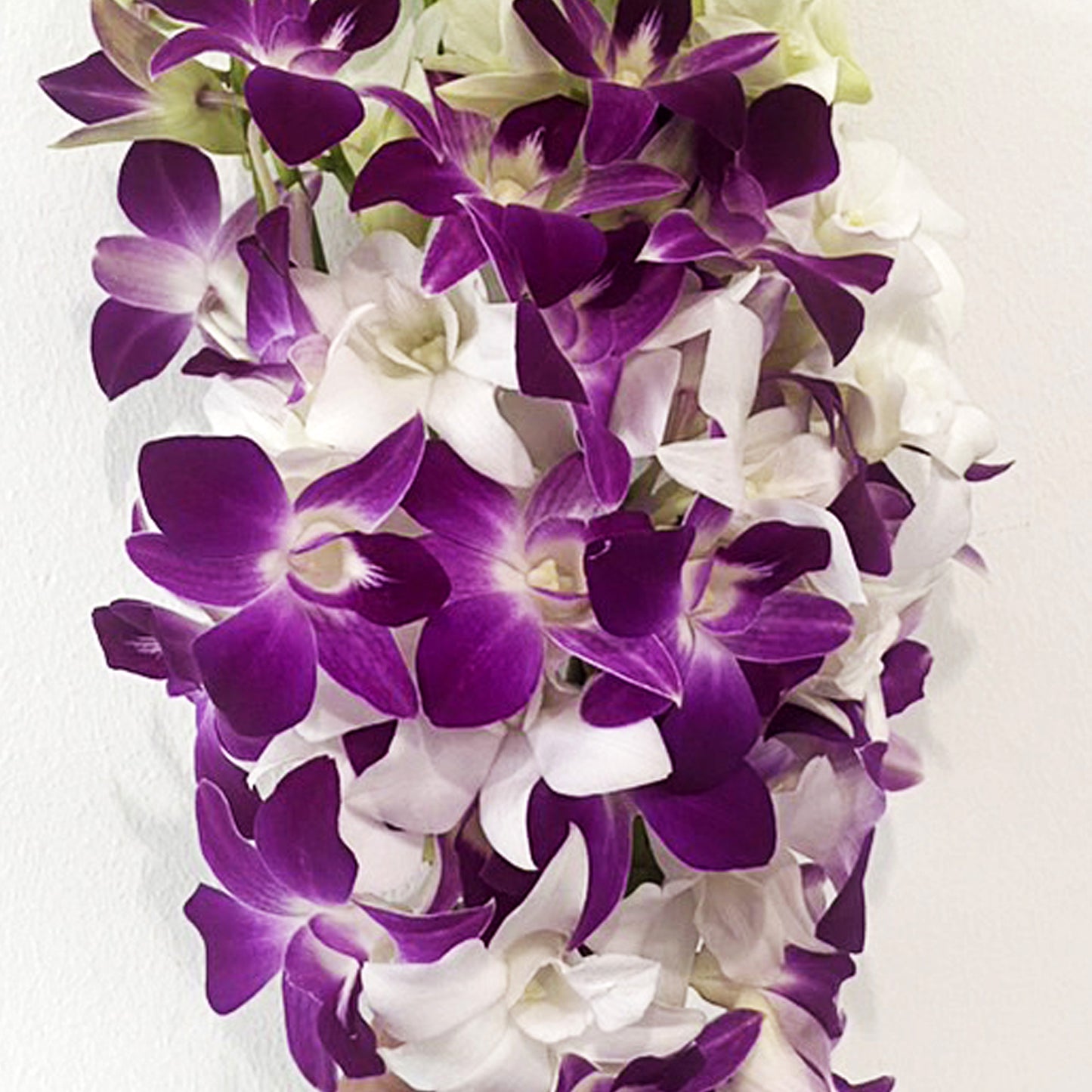 Prebook 20 Stems PURPLE-WHITE Fresh Cut Dendrobium Orchid Bouquet