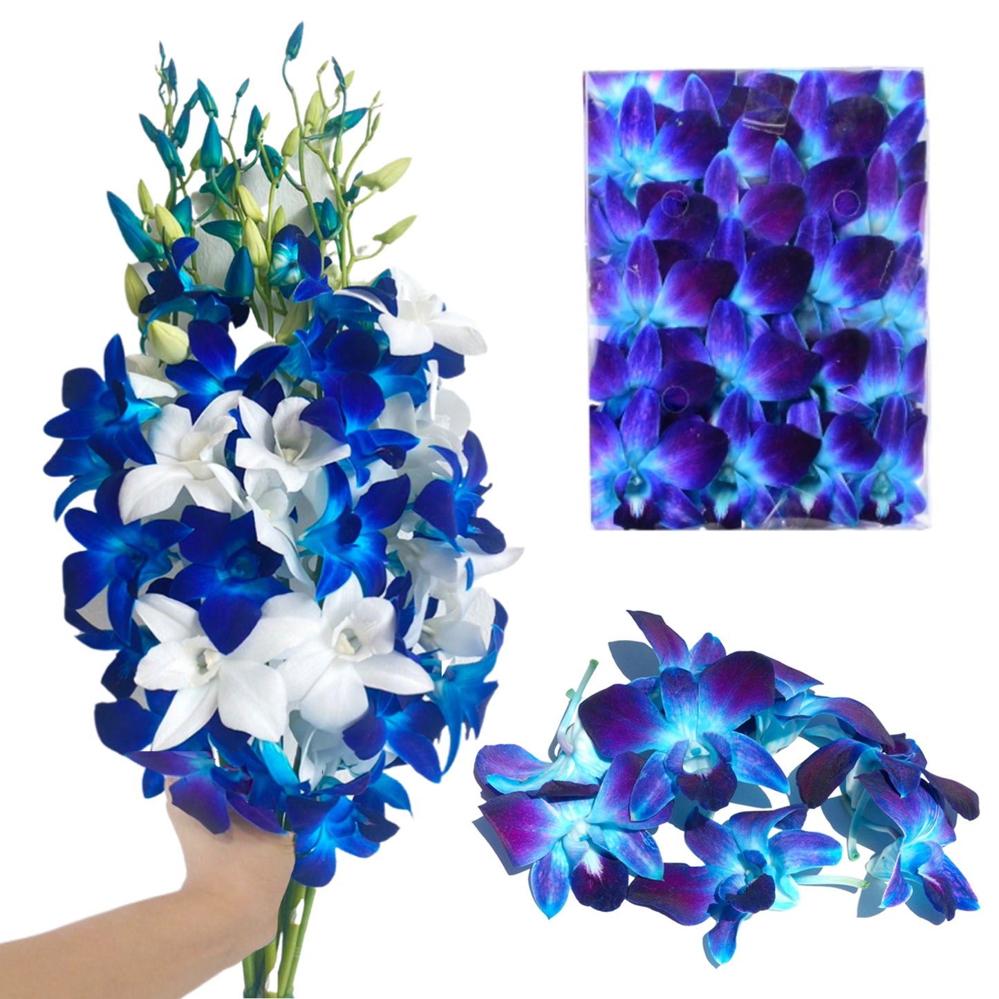 Prebook 20 Stems BLUE-WHITE Fresh Cut Dendrobium Orchid Bouquet