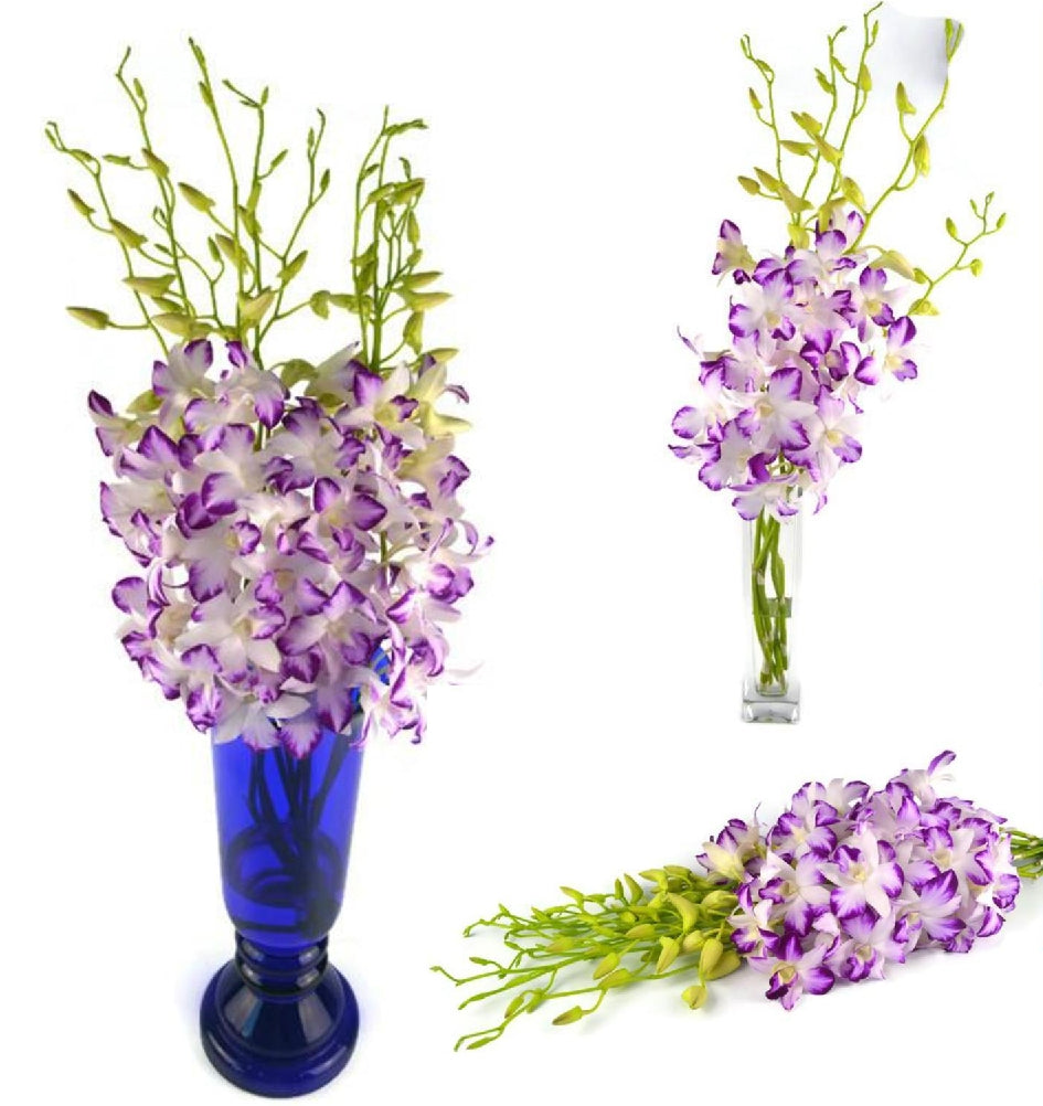 Prebook 100 Novelty Variety "SPLASH GALAXY" Natural Fresh Orchid Loose Bloom