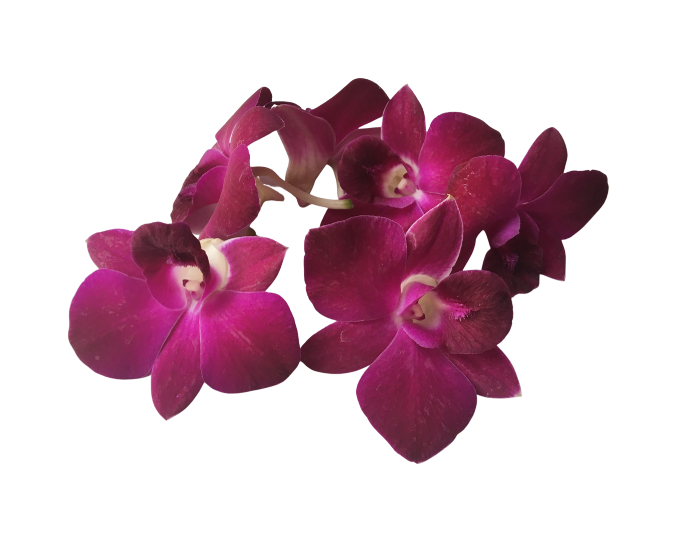 Prebook 100 Burgundy Dark Purple Maroon Miss Singapore Fresh Cut Dendrobium Orchid Loose Bloom