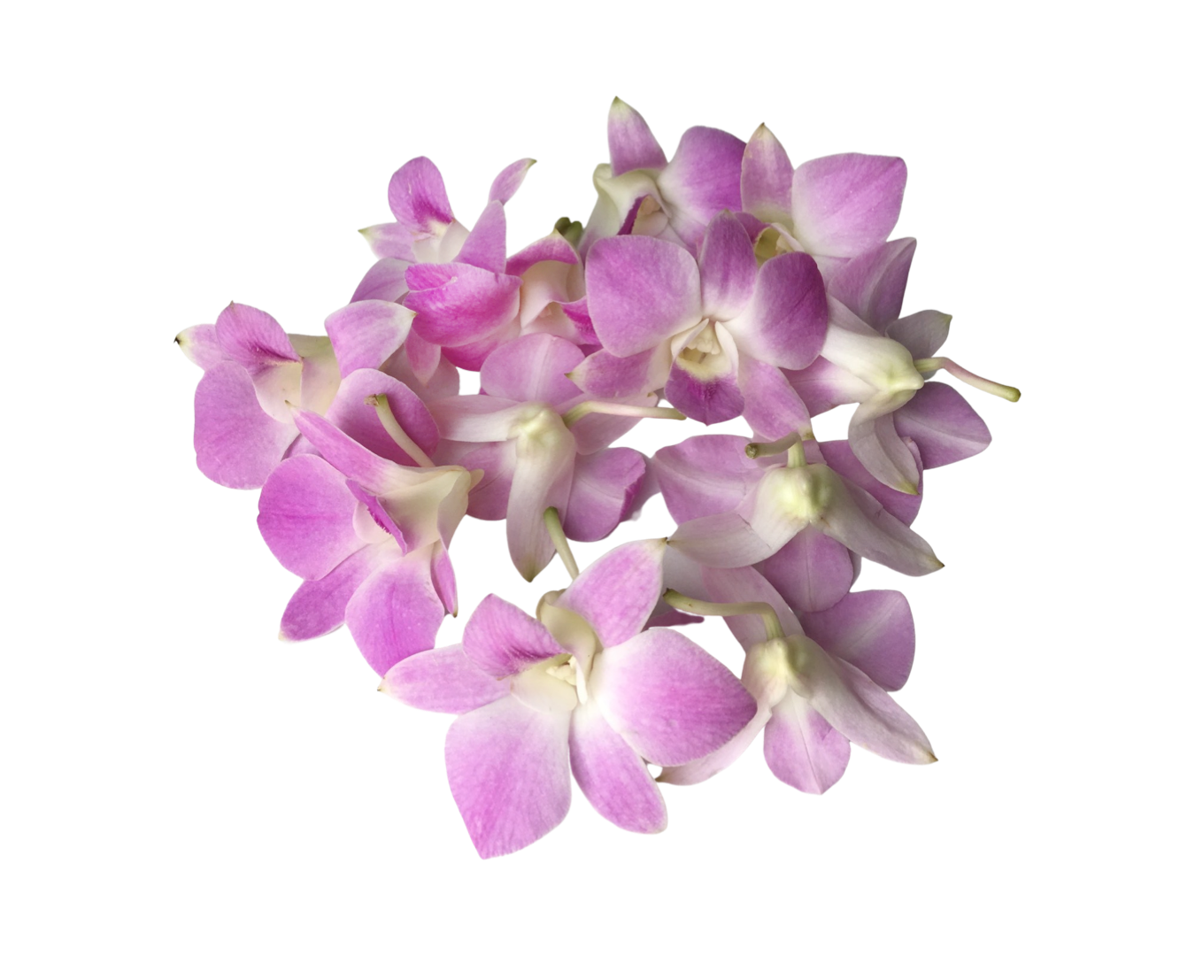 Prebook 100 Baby Pink Sakura Anna Fresh Cut Dendrobium Orchid Loose Bloom