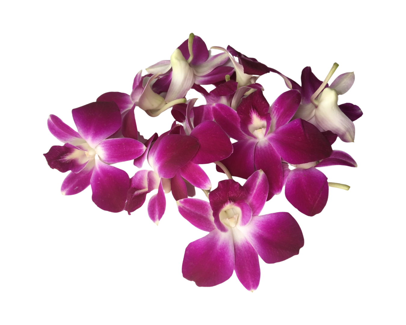 Prebook 100 Purple Bombay Sonia Classic Fresh Cut Dendrobium Orchid Loose Bloom