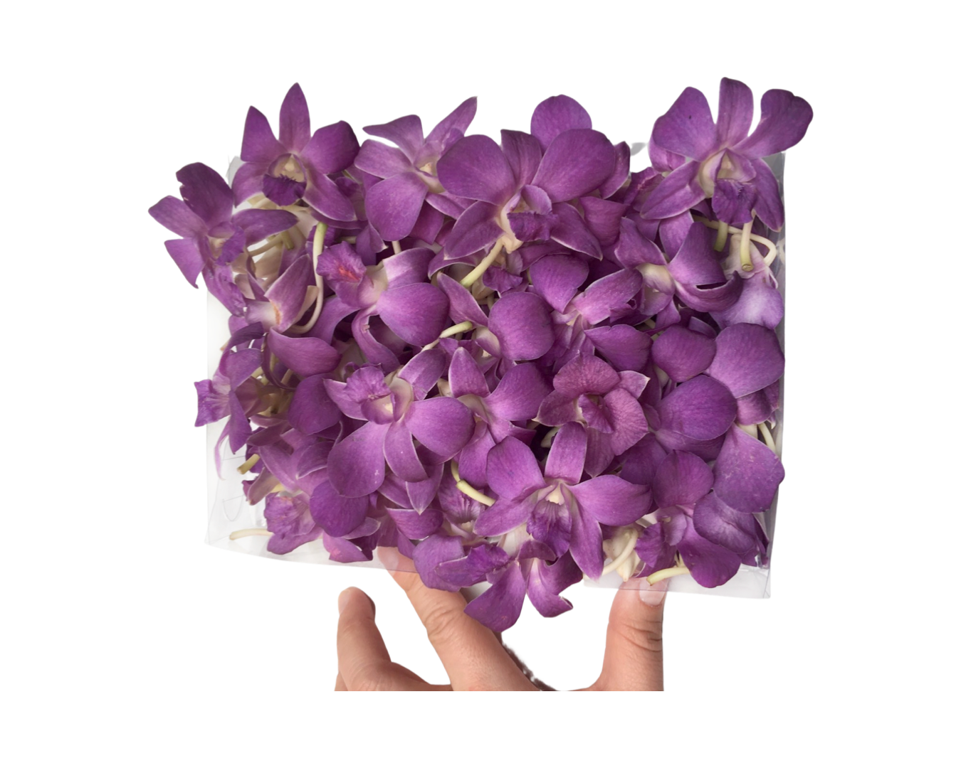 Prebook 100 Violet Viola Purple Blue Ocean Fresh Cut Dendrobium Orchid Loose Bloom