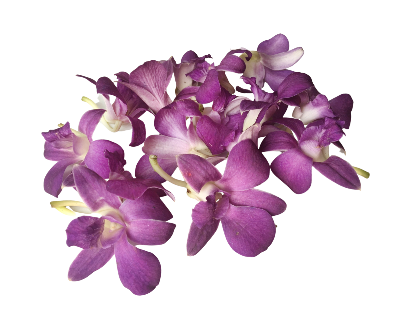 Prebook 100 Violet Viola Purple Blue Ocean Fresh Cut Dendrobium Orchid Loose Bloom
