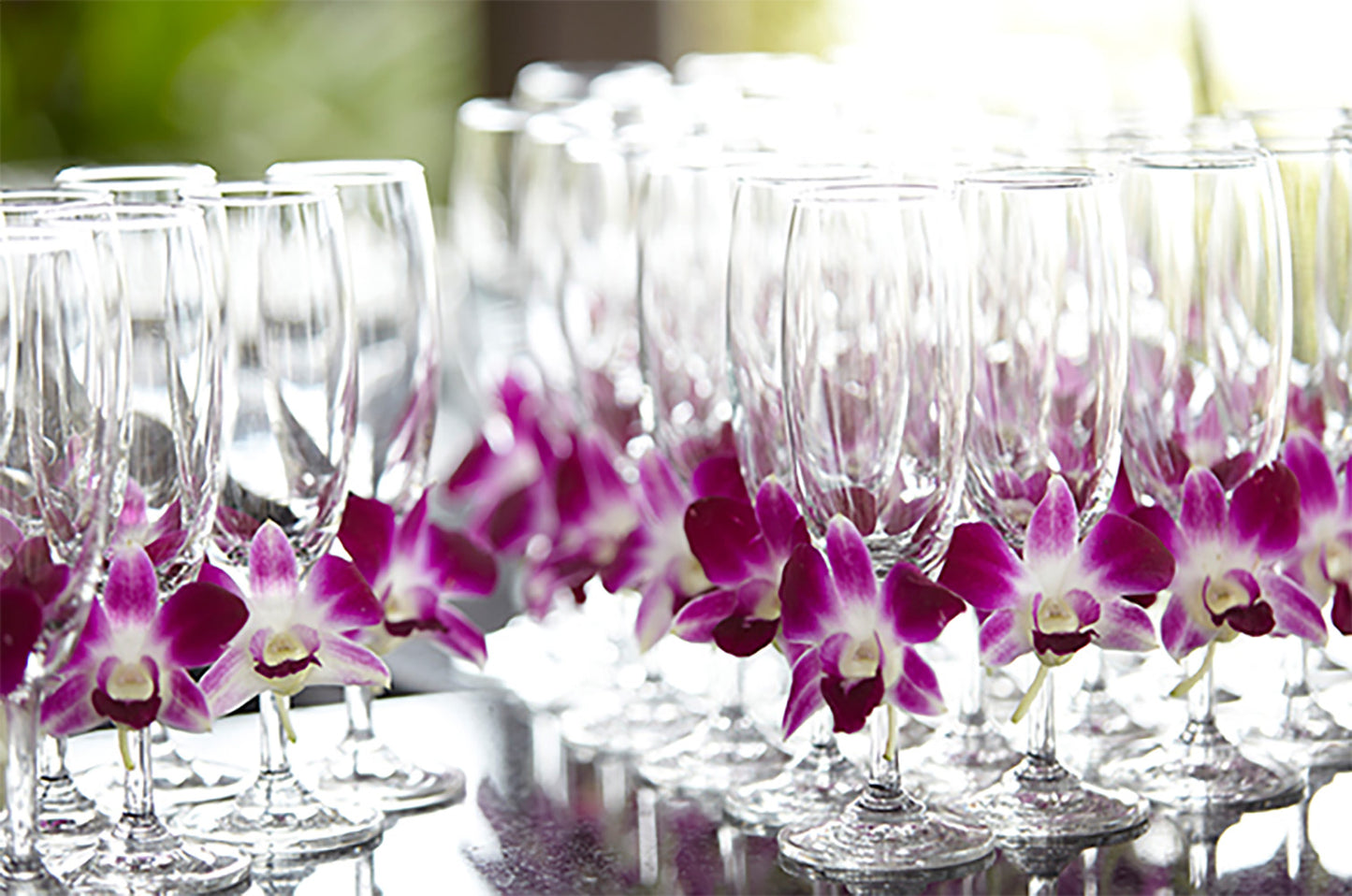 Prebook 1000 Purple Sonia Fresh Cut Dendrobium Orchid Loose Bloom