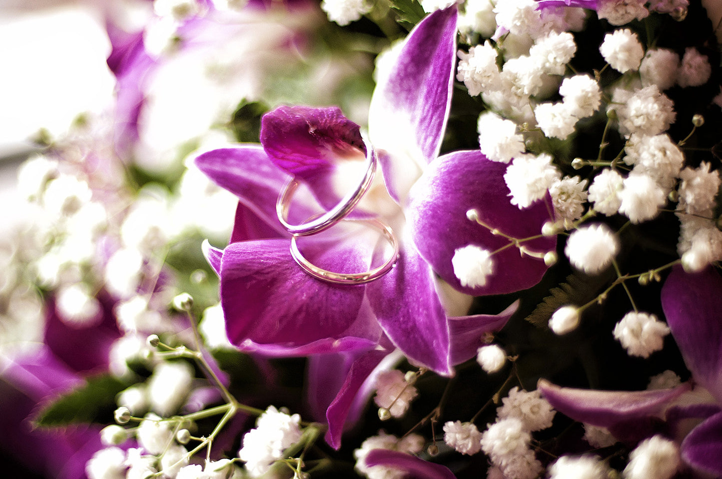 Prebook 100 Purple Bombay Sonia Classic Fresh Cut Dendrobium Orchid Loose Bloom