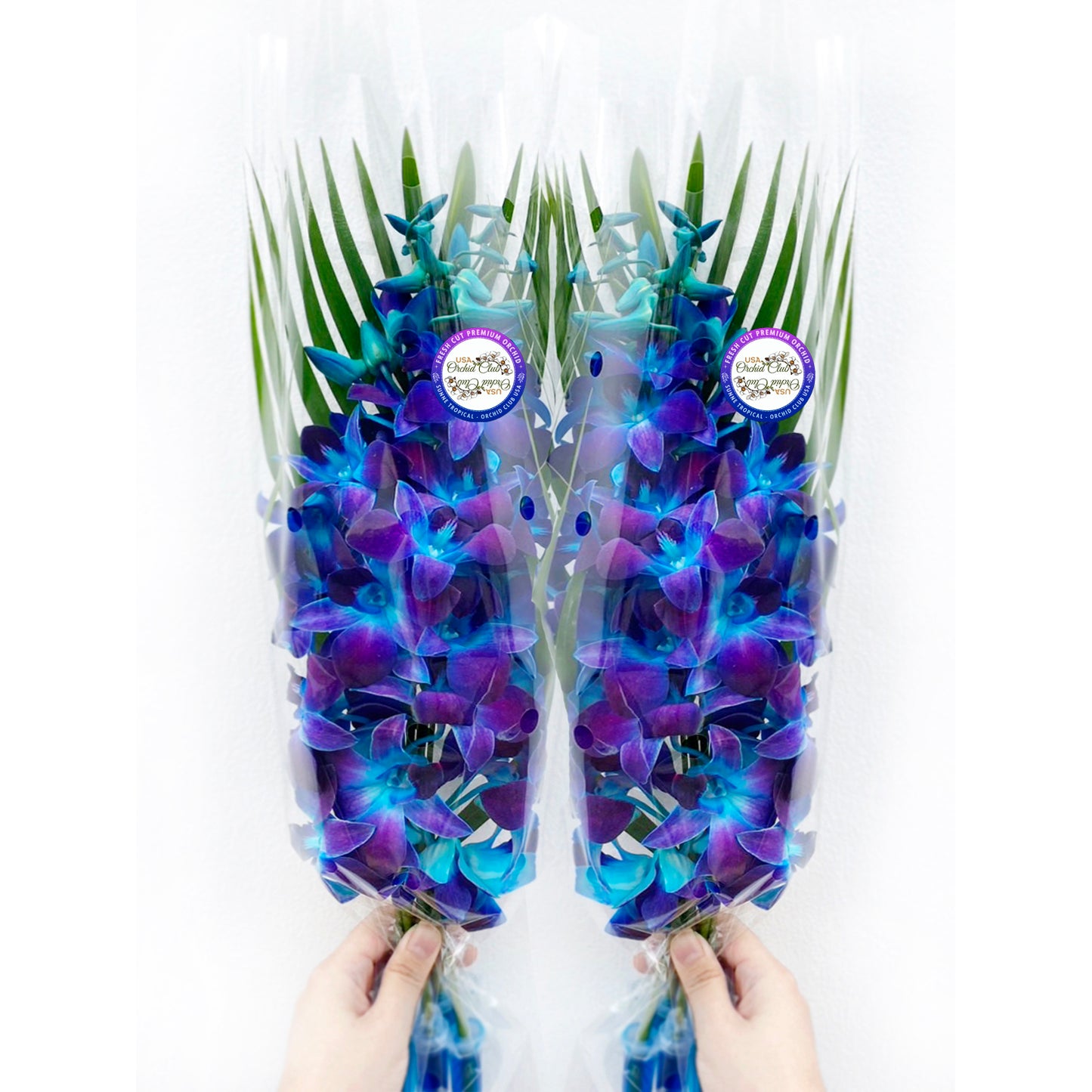 IN STOCK - 10 Stems WHITE Fresh Cut Dendrobium Orchid Bouquet