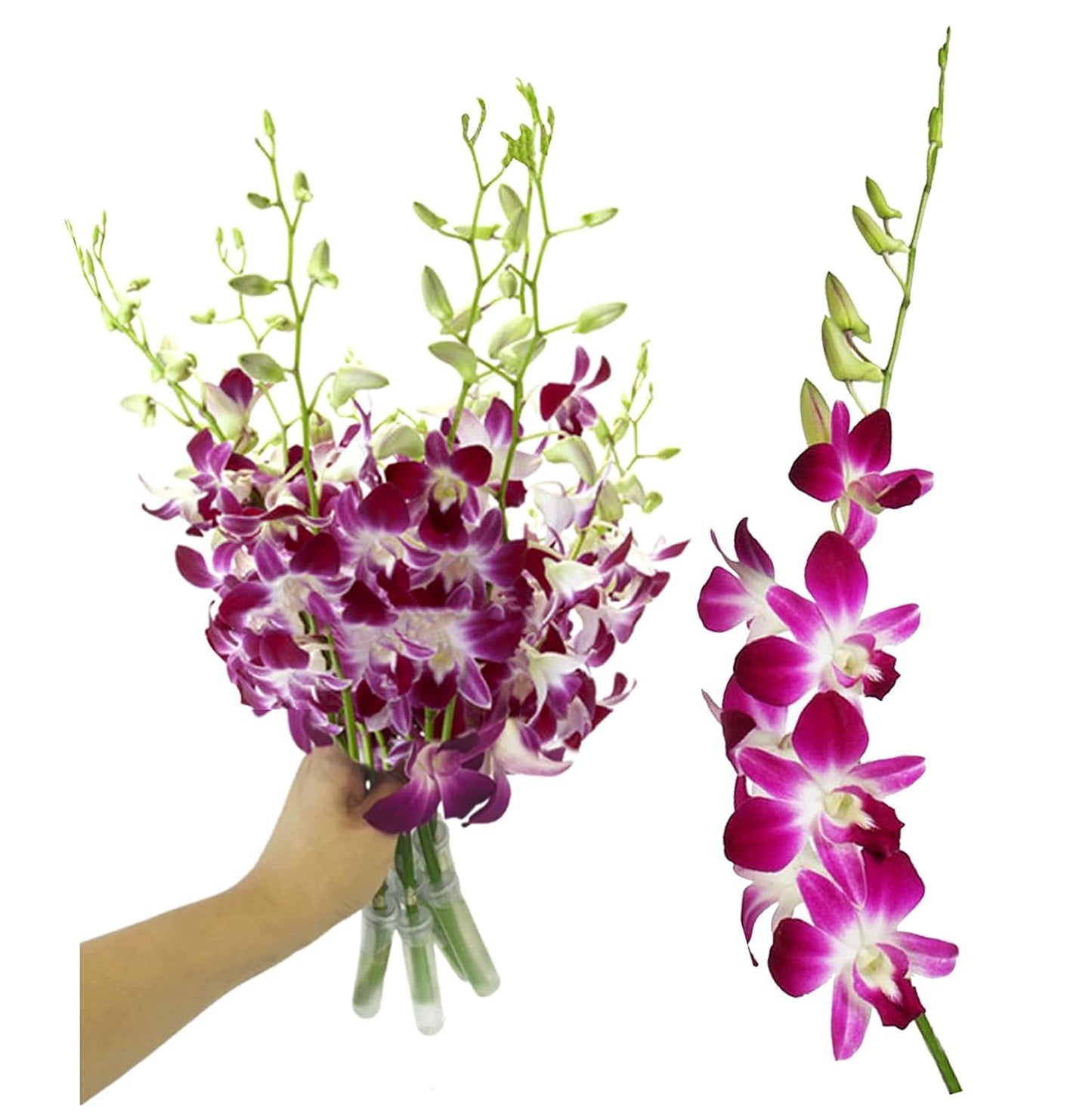 IN STOCK - 10 Stems PURPLE Fresh Cut Dendrobium Orchid Bouquet