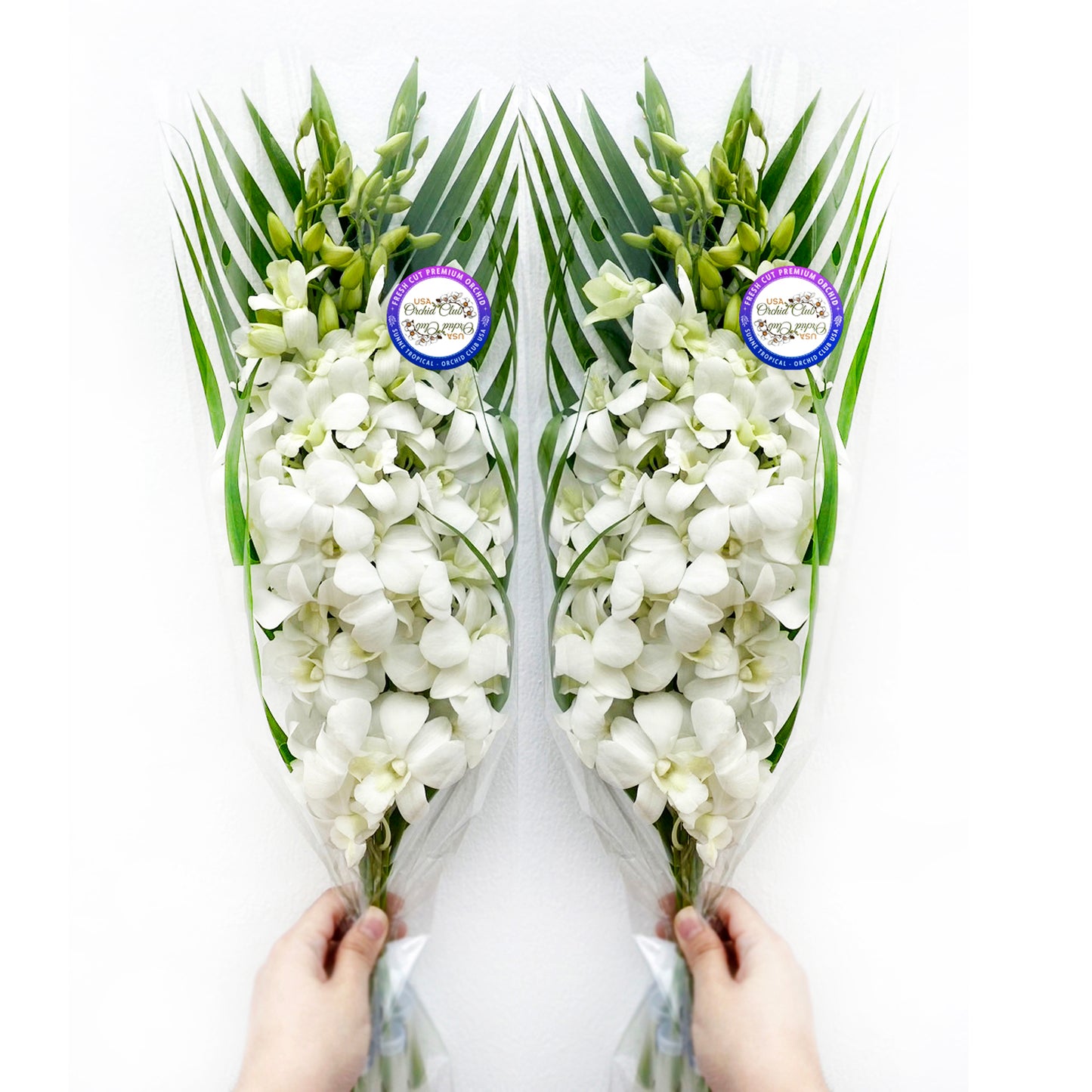 IN STOCK - 10 Stems WHITE Fresh Cut Dendrobium Orchid Bouquet