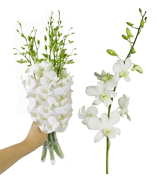 IN STOCK - 10 Stems WHITE Fresh Cut Dendrobium Orchid Bouquet