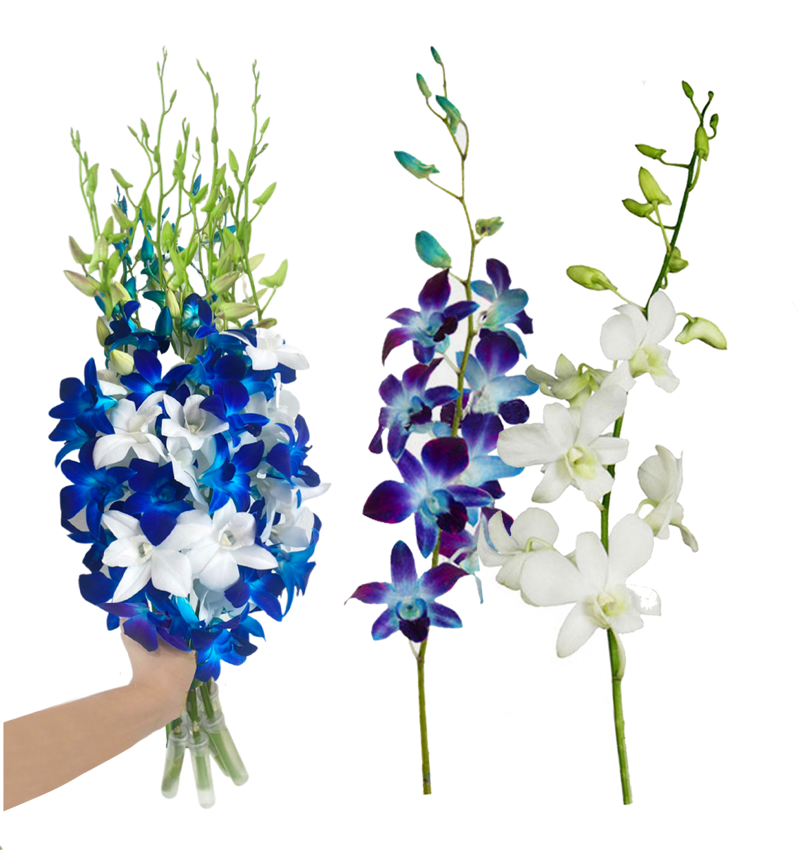 IN STOCK - 10 Stems BLUE-WHITE Fresh Cut Dendrobium Orchid Bouquet