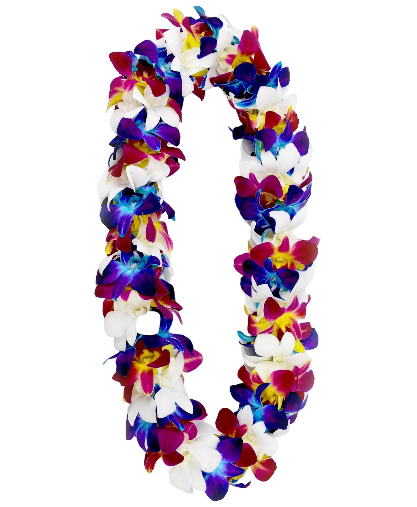 PREBOOK - YELLOW+BLUE+WHITE D-LEI ( DOUBLE LEI ) Dendrobium Orchid Fresh Flowers