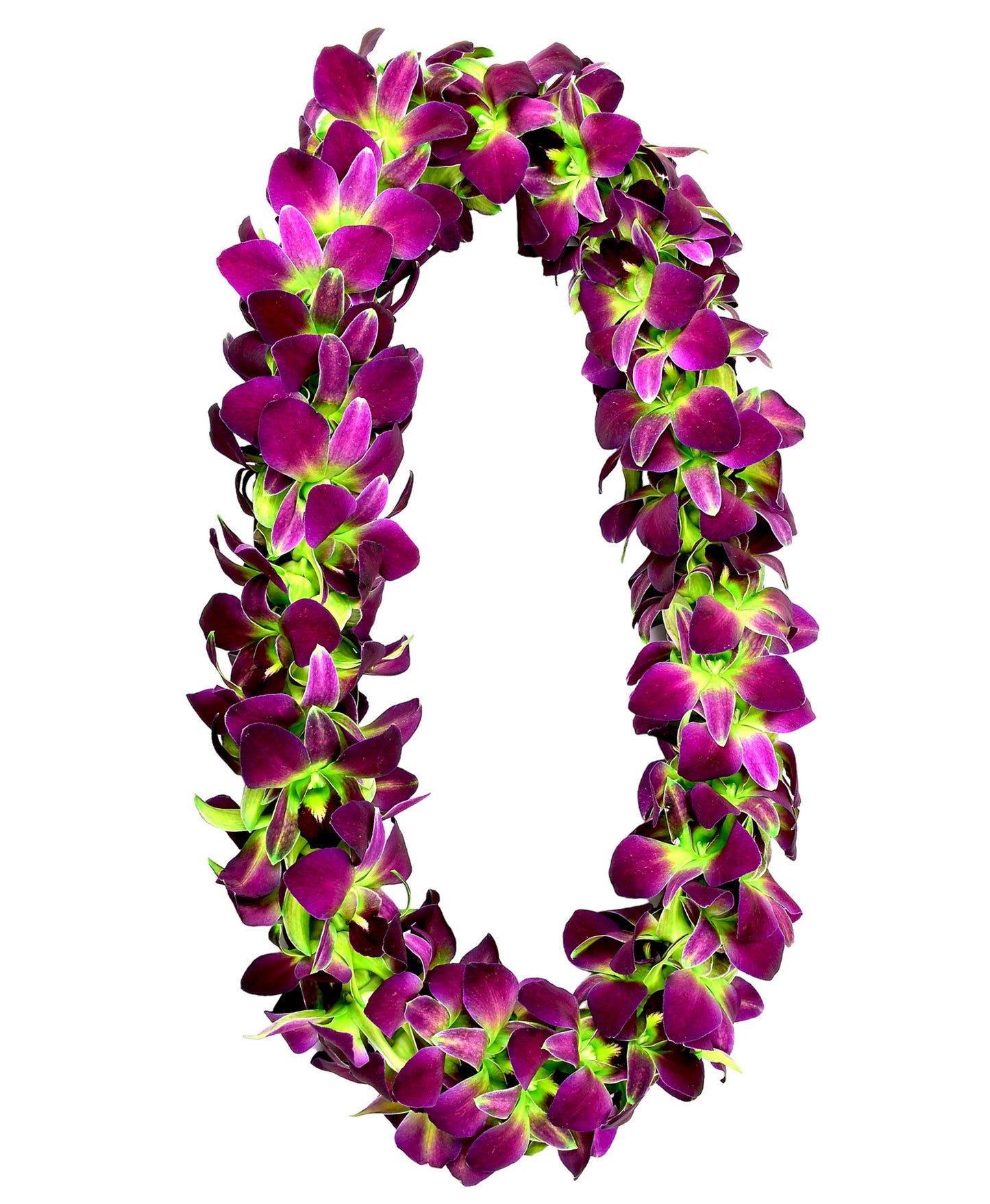 PREBOOK - GREEN SONIA D-LEI ( DOUBLE LEI ) Dendrobium Orchid Fresh Flowers