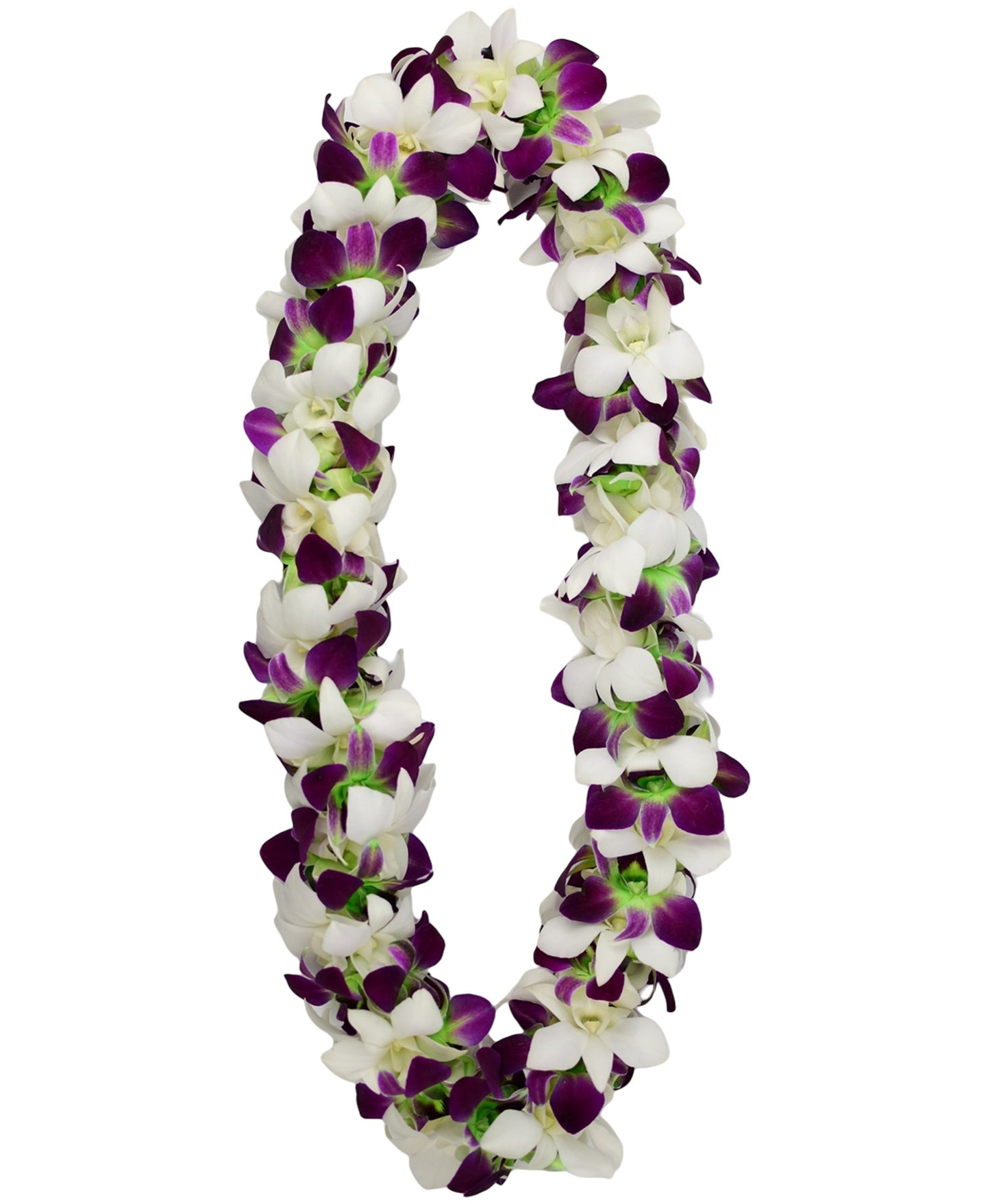 PREBOOK - GREEN+WHITE D-LEI ( DOUBLE LEI ) Dendrobium Orchid Fresh Flowers