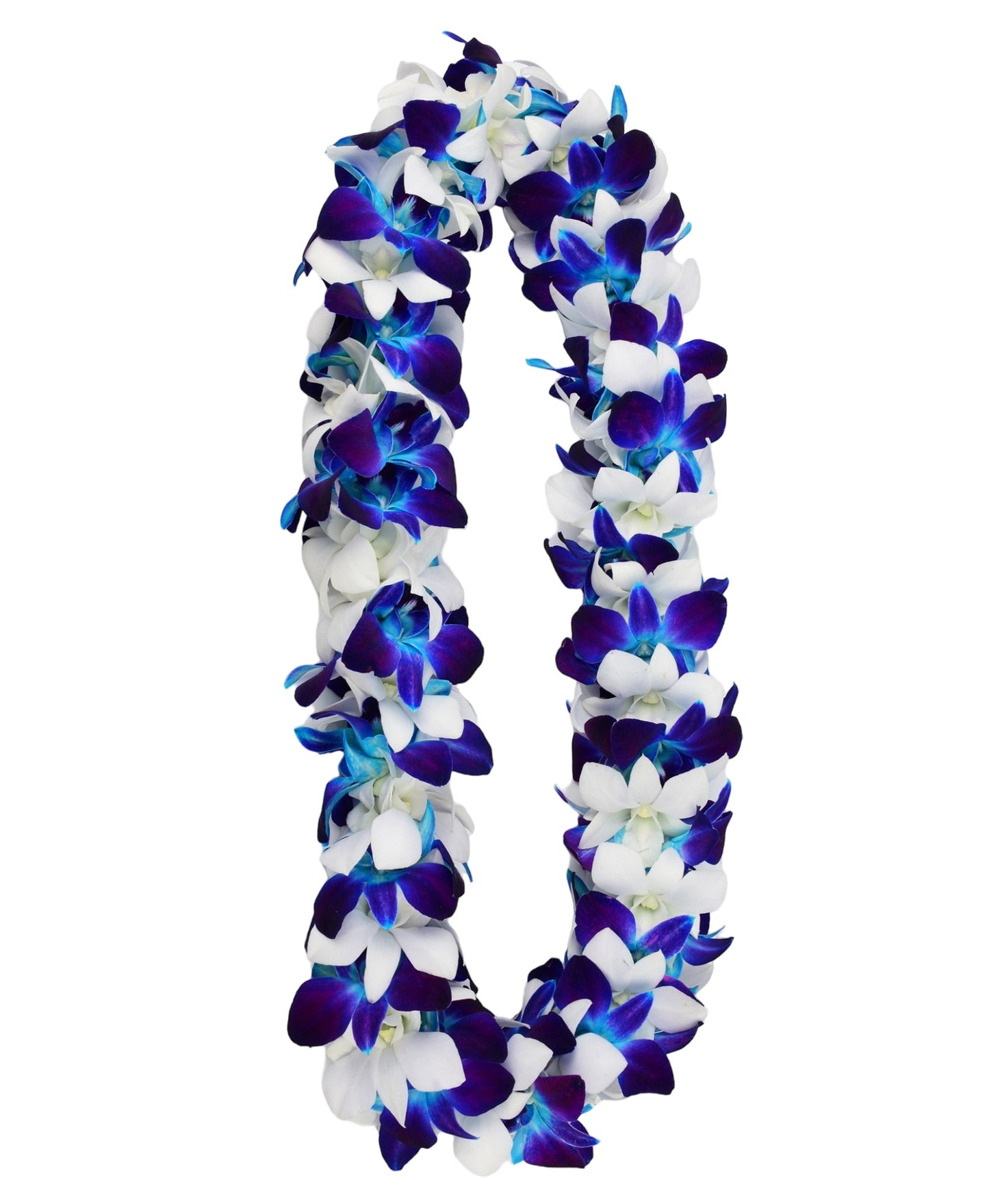 PREBOOK - BLUE SONIA+WHITE D-LEI ( DOUBLE LEI ) Dendrobium Orchid Fresh Flowers