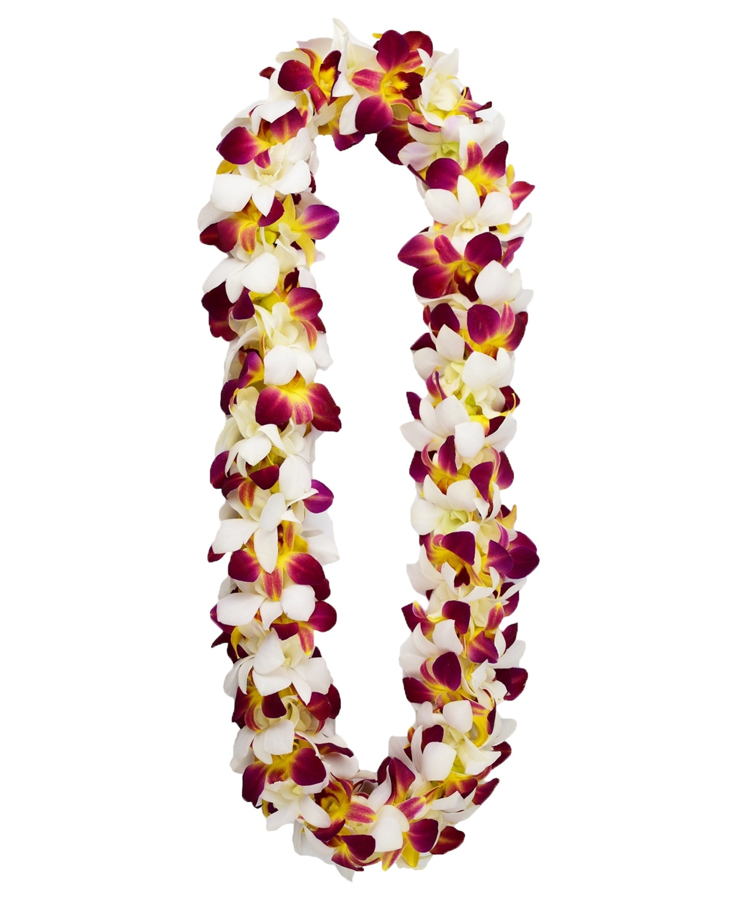 PREBOOK - YELLOW+WHITE D-LEI ( DOUBLE LEI ) Dendrobium Orchid Fresh Flowers