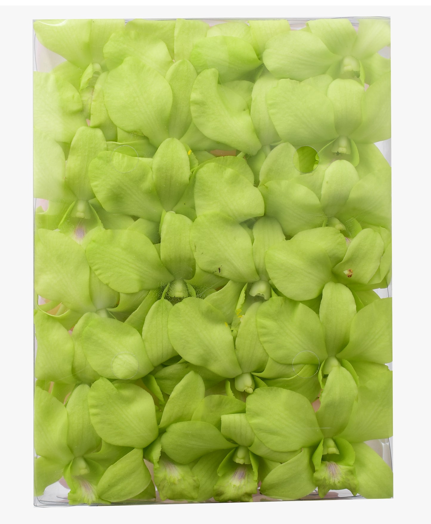 Prebook 100 Natural Green Fresh Cut Flowers Loose Bloom Orchid Dendrobium