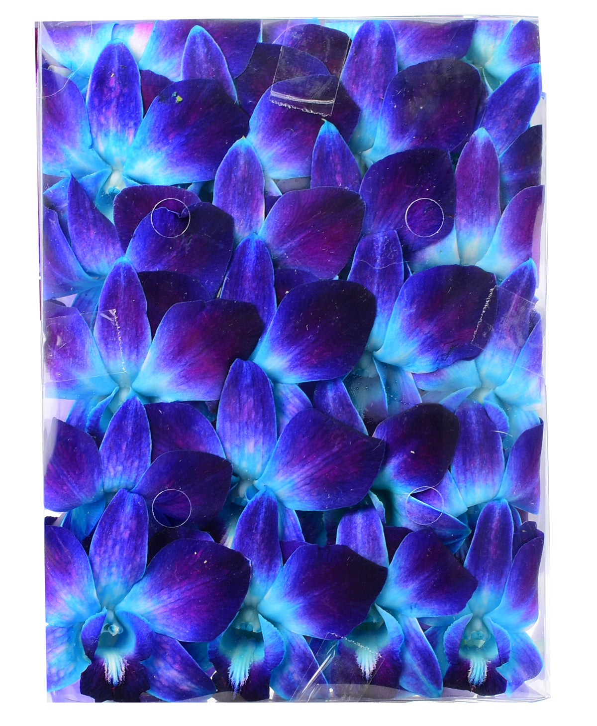 Prebook 100 BLUE DYED-Sonia-Orchid Fresh Cut Flowers Loose Bloom Orchid Dendrobium