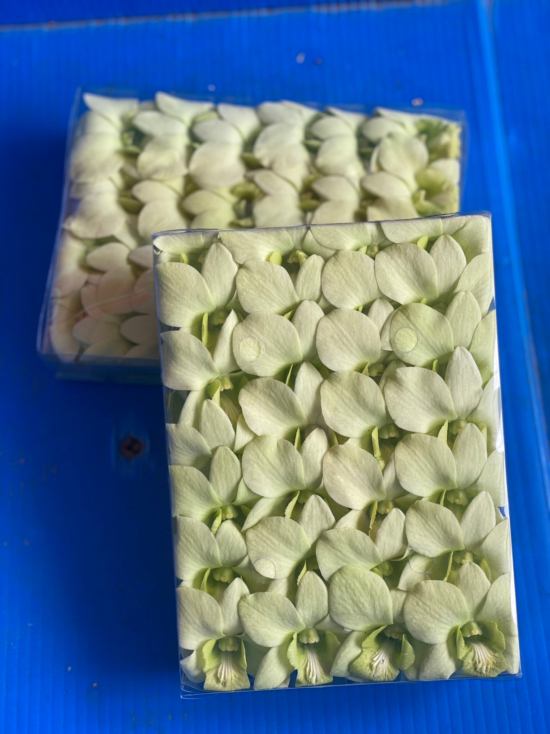 Prebook 100 Natural Green Fresh Cut Flowers Loose Bloom Orchid Dendrobium