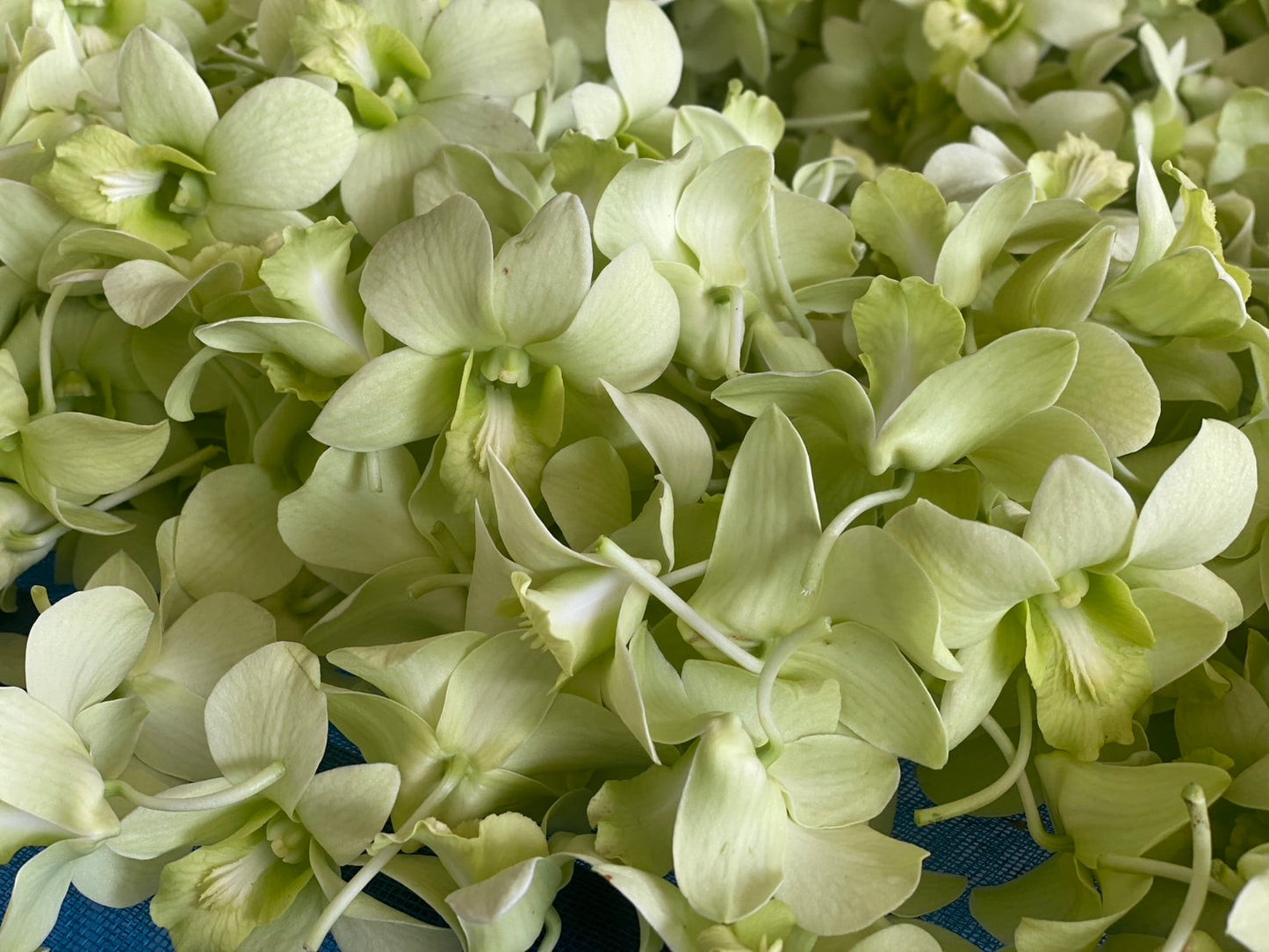 Prebook 100 Natural Green Fresh Cut Flowers Loose Bloom Orchid Dendrobium