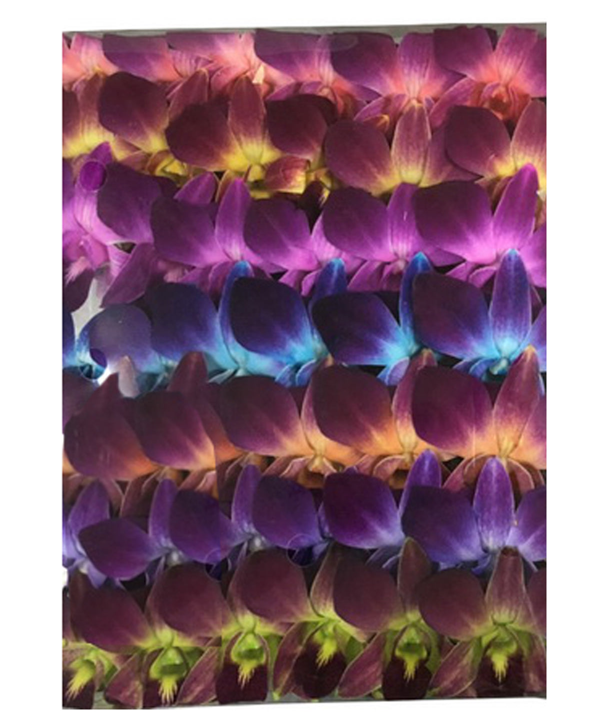 IN STOCK - 50 Rainbow Bless Fresh Cut Dendrobium Orchid Loose Bloom