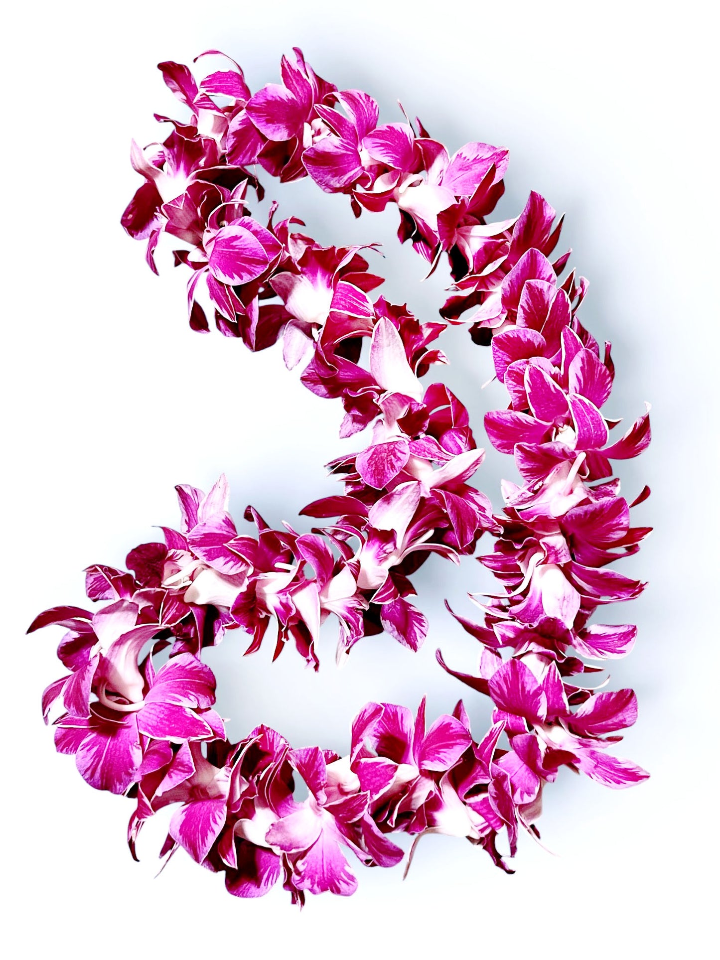 PREBOOK - QUEEN BUTTERFLY S-LEI ( SINGLE LEI ) Dendrobium Orchid Fresh Cut Flowers