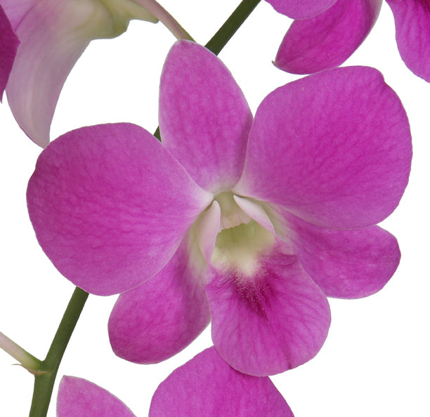 Prebook 100 Natural Queen Pink Fresh Cut Flowers Loose Bloom Orchid Dendrobium