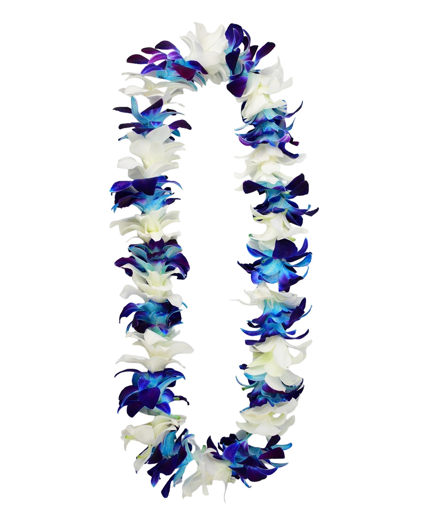 PREBOOK - BLUE SONIA+WHITE S-LEI ( SINGLE LEI ) Dendrobium Orchid Fresh Flowers