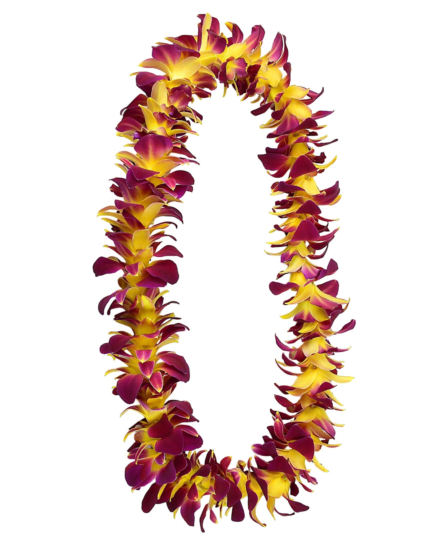 PREBOOK - YELLOW SONIA S-LEI ( SINGLE LEI ) Dendrobium Orchid Fresh Flowers