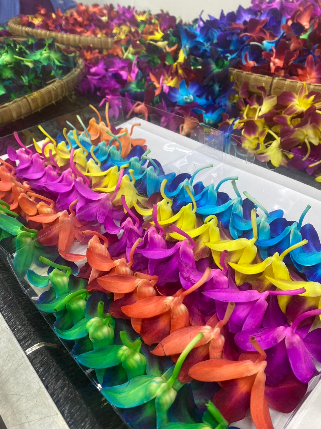 Prebook 100 Rainbow DYED-Sonia-Orchid Fresh Cut Flowers Loose Bloom Orchid Dendrobium