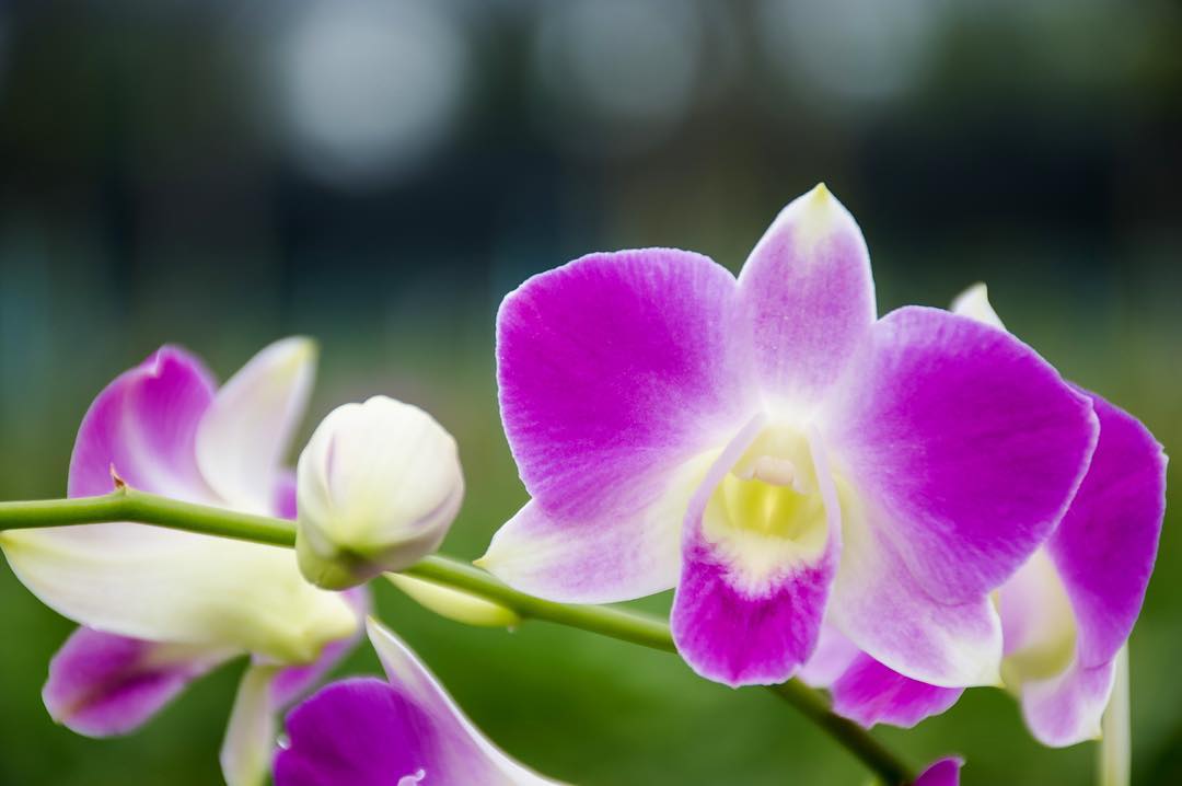 Prebook 100 Baby Pink Sakura Anna Fresh Cut Dendrobium Orchid Loose Bloom