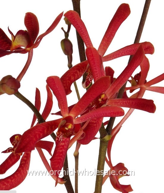 Prebook BULK - Aranthera Anne Black James's Story Azima Fire Orchid Fresh Cut Flowers (NO VASE)