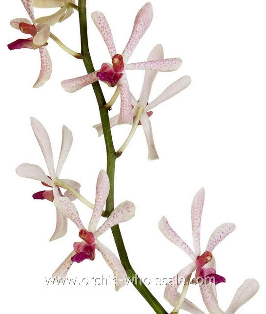 Prebook BULK - Aranthera Orchid White Fresh Cut Flowers (NO VASE)