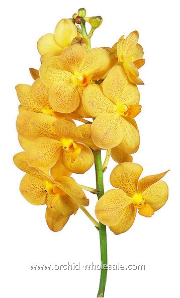 Prebook BULK - 80 Stems YELLOW Ascocenda Orchid MINI VANDA Fresh Cut Flowers (NO VASE)