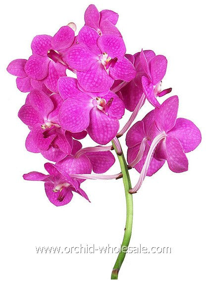 Prebook BULK - 80 Stems PINK Ascocenda Orchid MINI VANDA Fresh Cut Flowers (NO VASE)