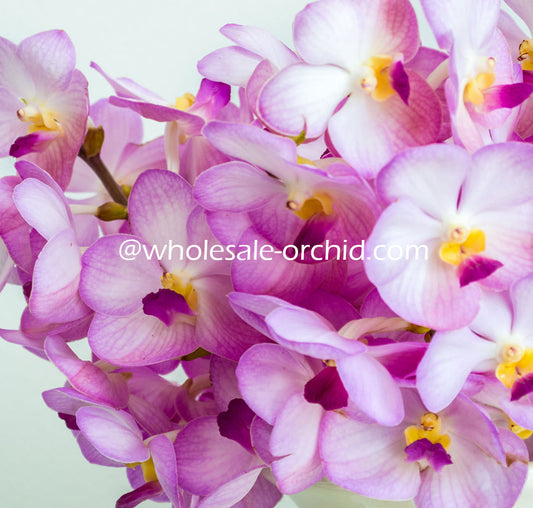 Prebook 80 Stems PINK Ascocenda Orchid MINI VANDA Fresh Cut Flowers BULK (NO VASE) 80 stems