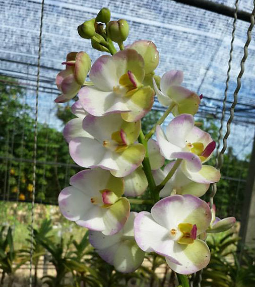 Prebook BULK - 80 Stems WHITE Ascocenda Orchid MINI VANDA Fresh Cut Flowers (NO VASE)