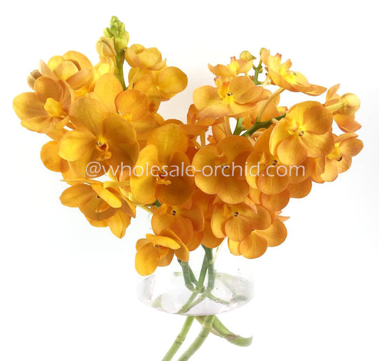 Prebook 80 Stems YELLOW Ascocenda Orchid MINI VANDA Fresh Cut Flowers BULK (NO VASE)