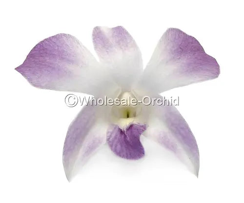 Prebook BULK - Blush Pink Misteen Miss Teen Dendrobium Orchid Fresh Cut Flowers (NO VASE)