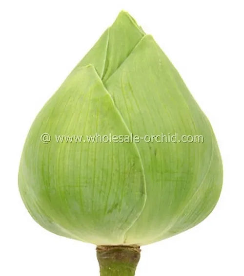 Prebook BULK - 60 White LOTUS Fresh Cut Flowers