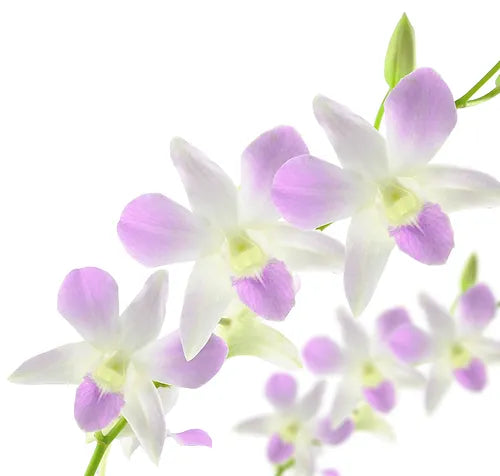 Prebook BULK - Blush Pink Misteen Miss Teen Dendrobium Orchid Fresh Cut Flowers (NO VASE)