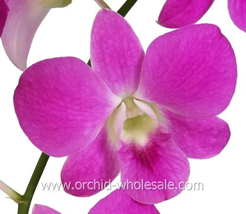Prebook BULK - Hot Pink Queen Pink Madam Dendrobium Orchid Fresh Cut Flowers (NO VASE)