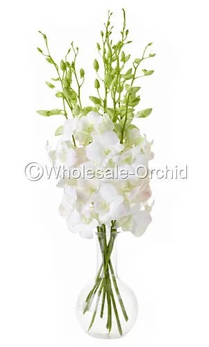 Prebook BULK - WHITE Dendrobium Orchid Fresh Cut Flowers (NO VASE)
