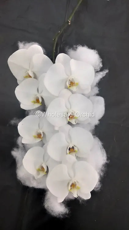 Prebook BULK - White Yellow Lips Phalaenopsis Orchid Fresh Cut Flowers