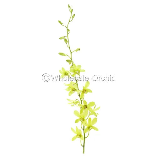 Prebook BULK - APPLE GREEN Dendrobium Green Orchid Fresh Cut Flowers (NO VASE)