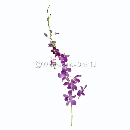 Prebook BULK - Viola Ice Blue Ocean Lavender Dendrobim Orchid Fresh Cut Flowers (NO VASE)
