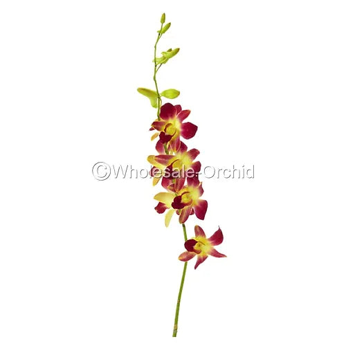 Prebook BULK - YELLOW DYED-Sonia Bombay Dendrobium Orchid Fresh Cut Flowers (NO VASE)