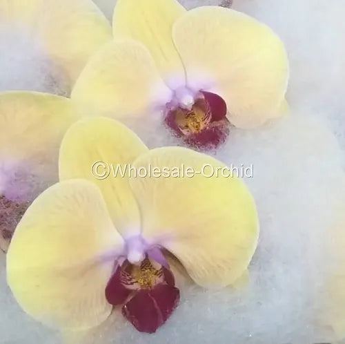 Prebook BULK - Yellow Phalaenopsis Orchid Fresh Cut Flowers