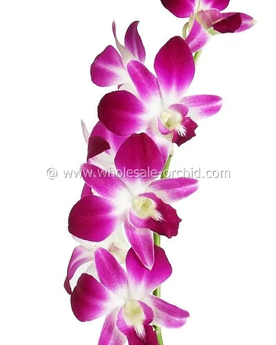 Prebook BULK - Purple Sonia Variegated Bombay Dendrobium Orchid Fresh Cut Flowers (NO VASE)